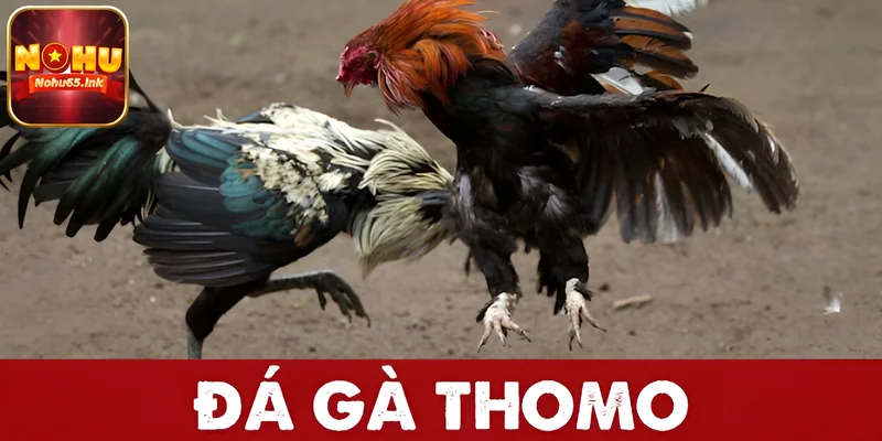 Trải nghiệm đá gà Thomo tại nohu65